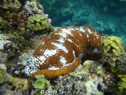 sea cucumber by Diego Tan 